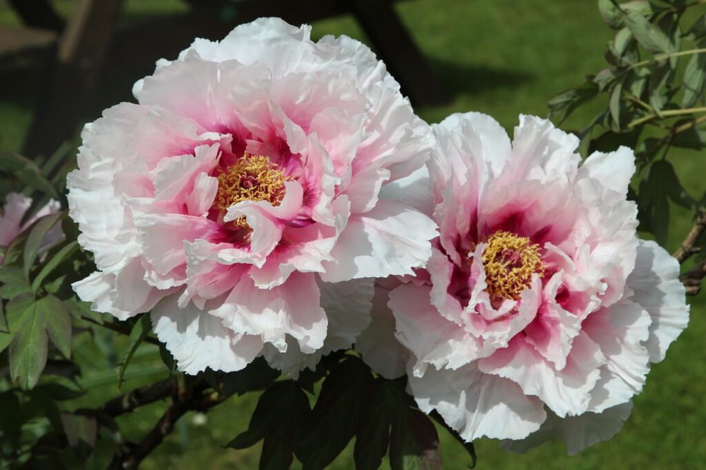 Peonies