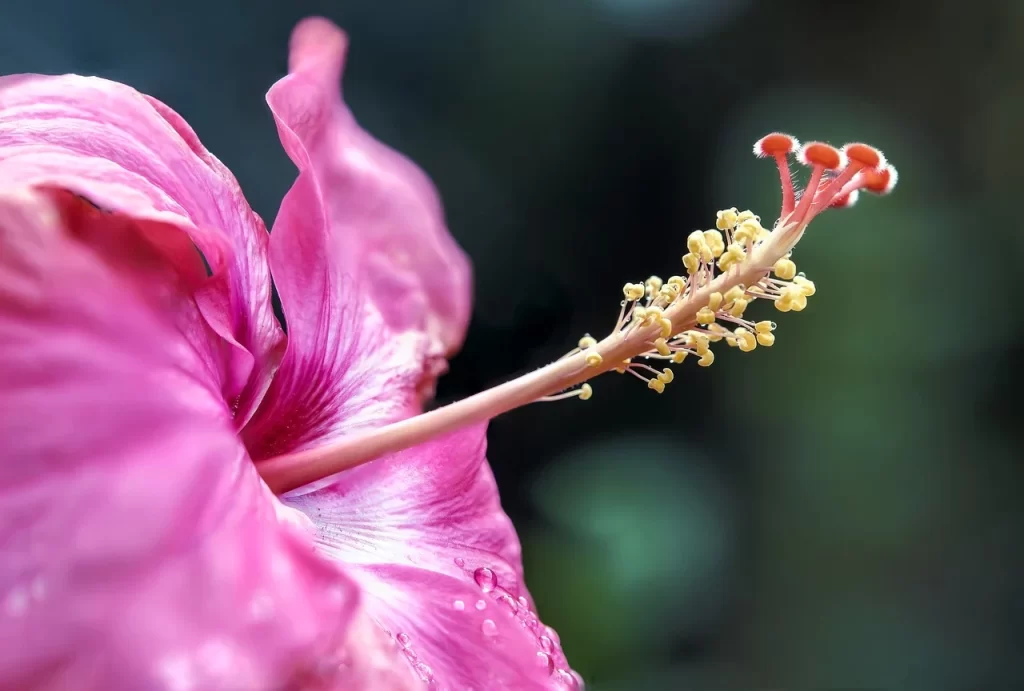 Pink Tropical Hibiscus