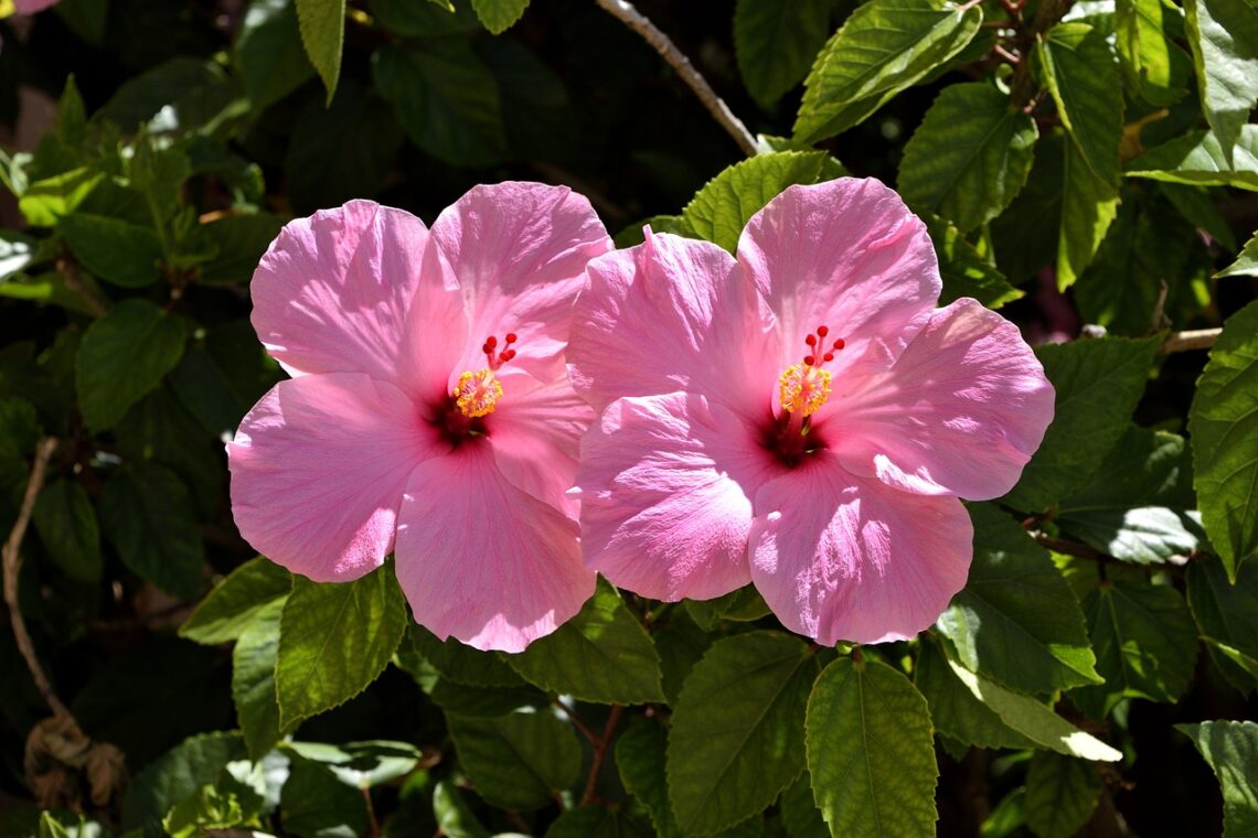 Pink Tropical Hibiscus garden