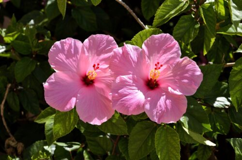 Pink Tropical Hibiscus garden