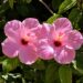 Pink Tropical Hibiscus garden