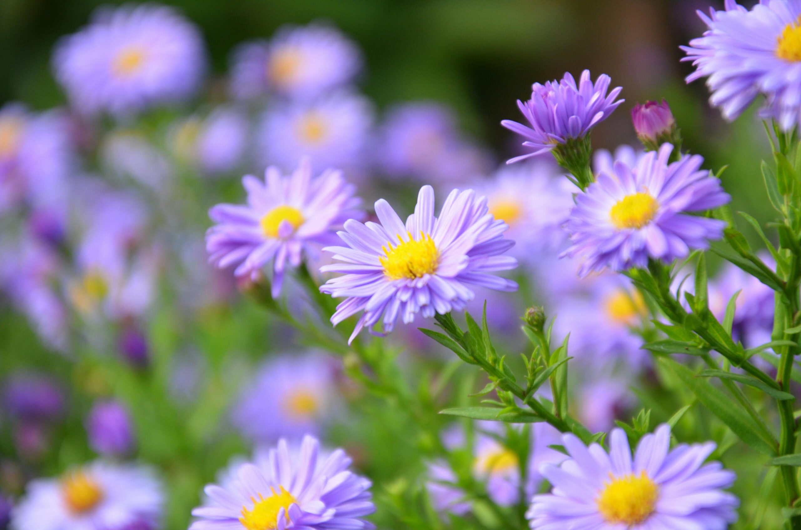 Swan River Daisies