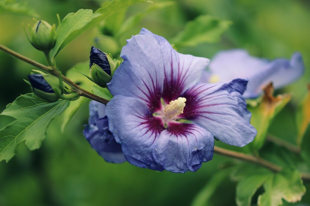 Purple Tropical Hibiscus