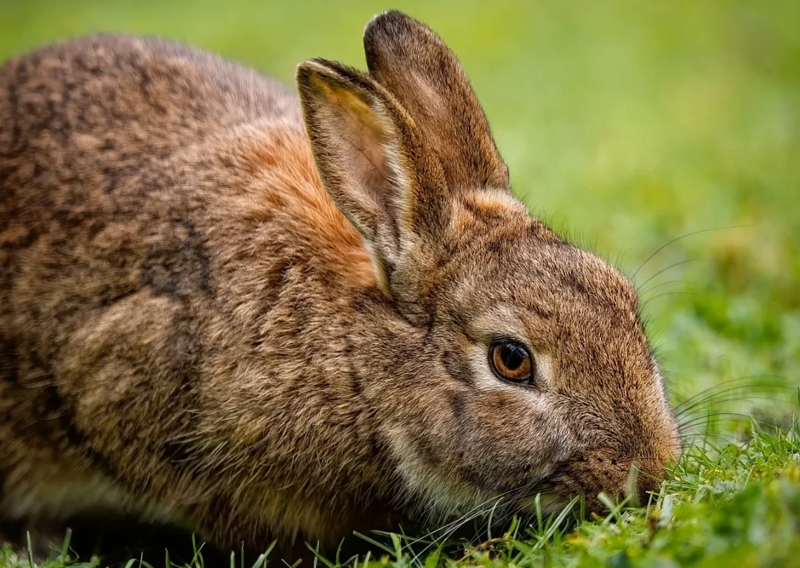 Rabbit in a garden