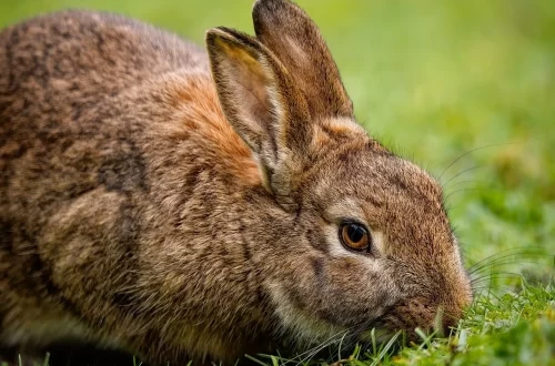 Rabbit in a garden