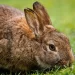 Rabbit in a garden