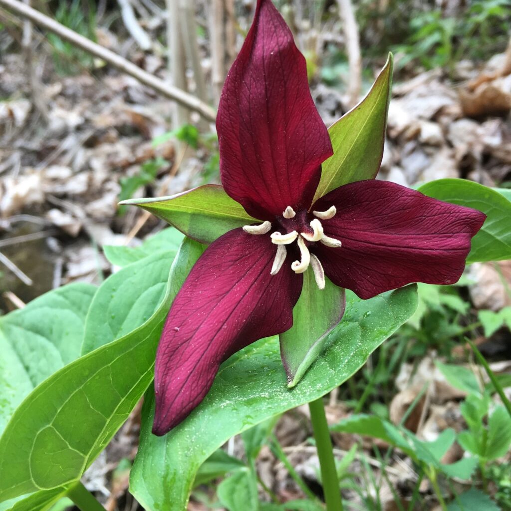 Red Trillium