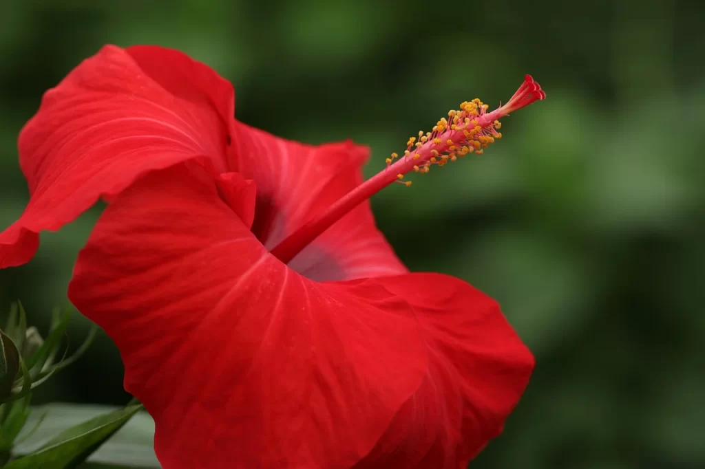 Red Tropical Hibiscus