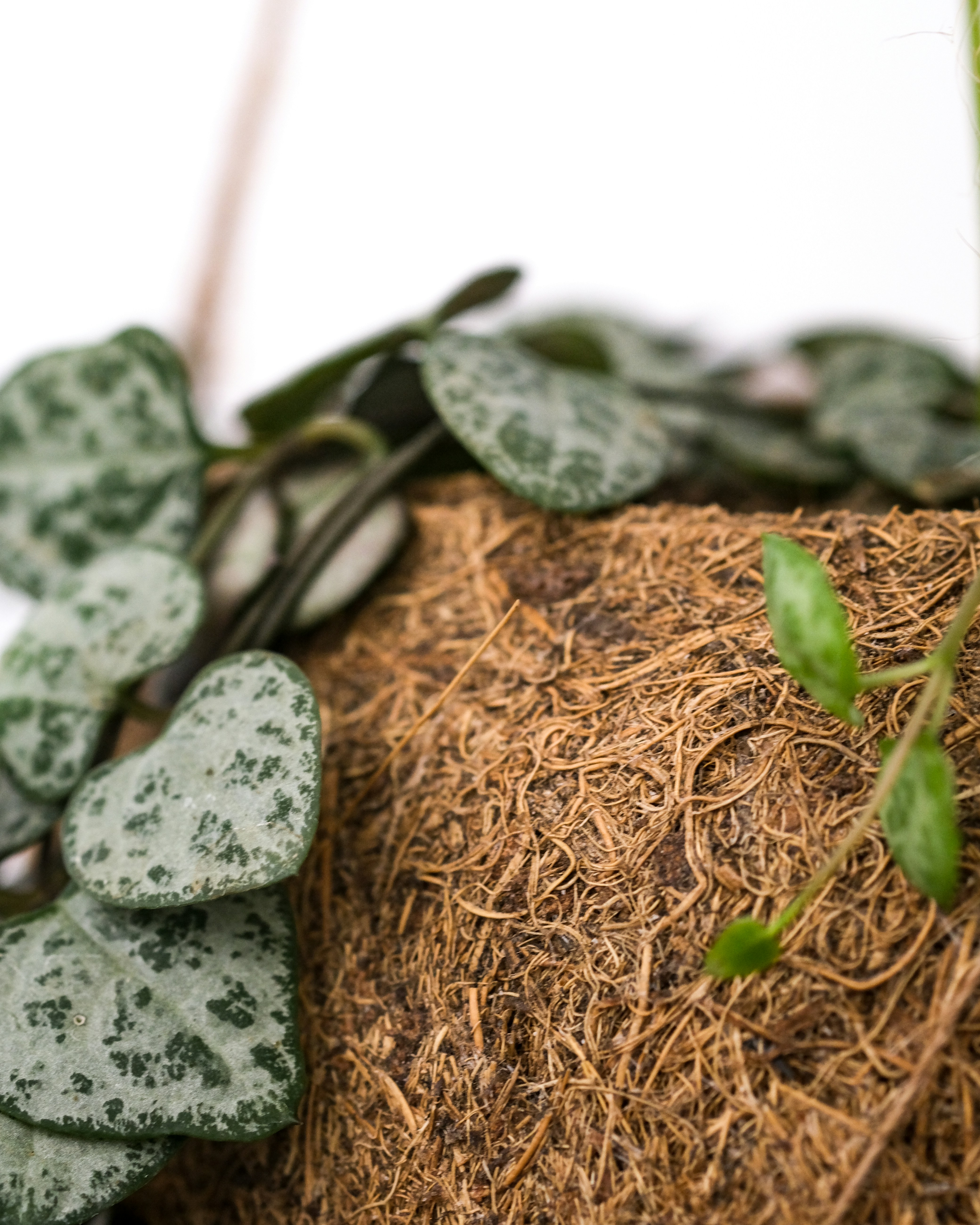 Rosary vine