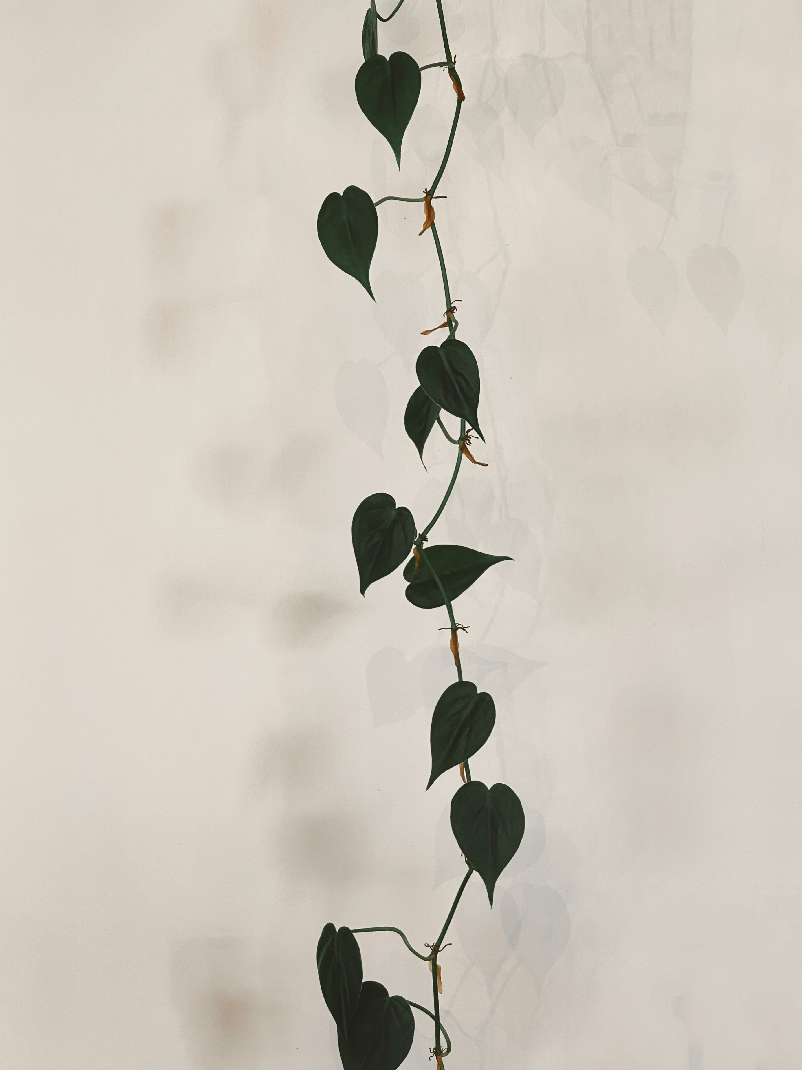 Rosary vine 