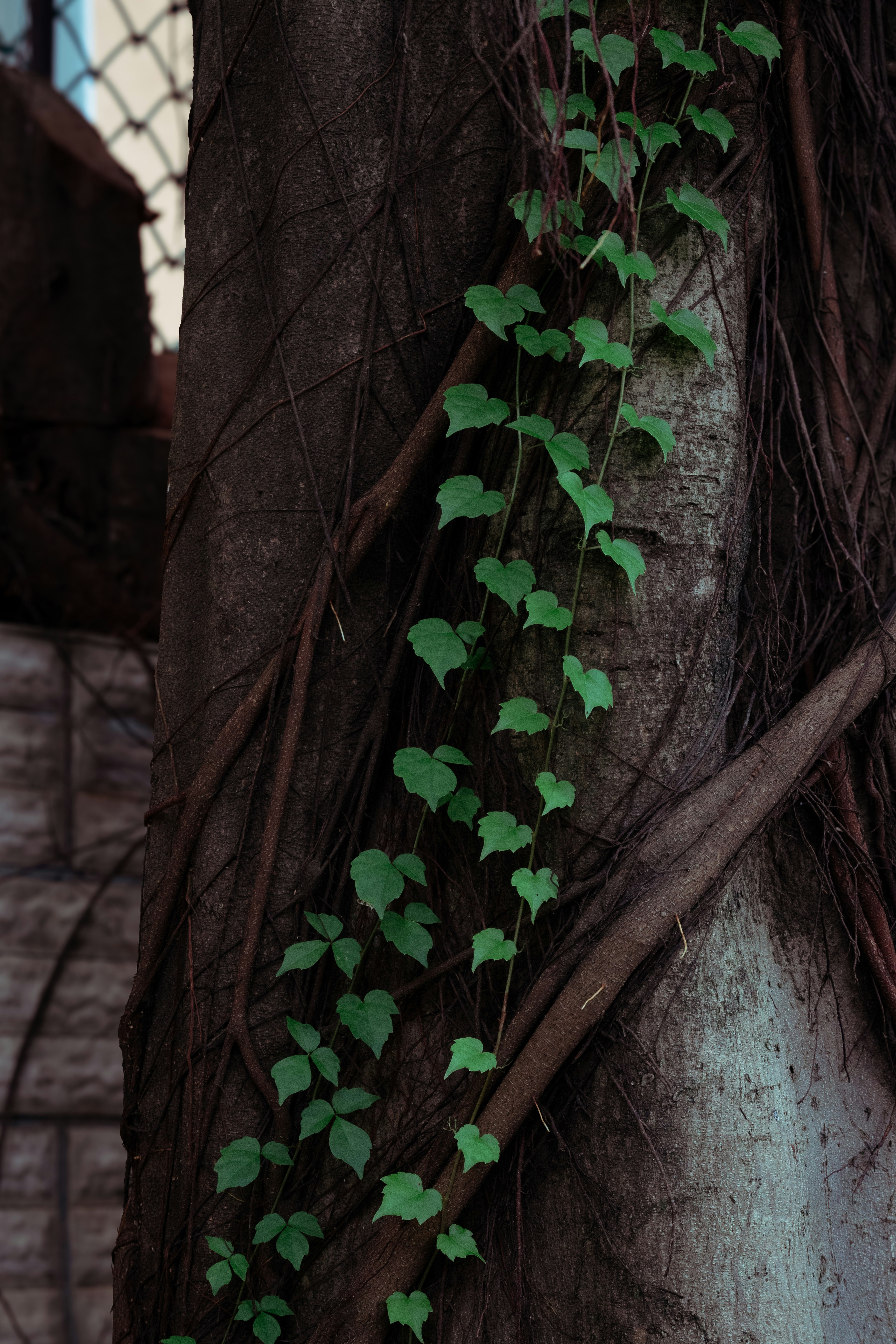 Rosary vine growing around a poll