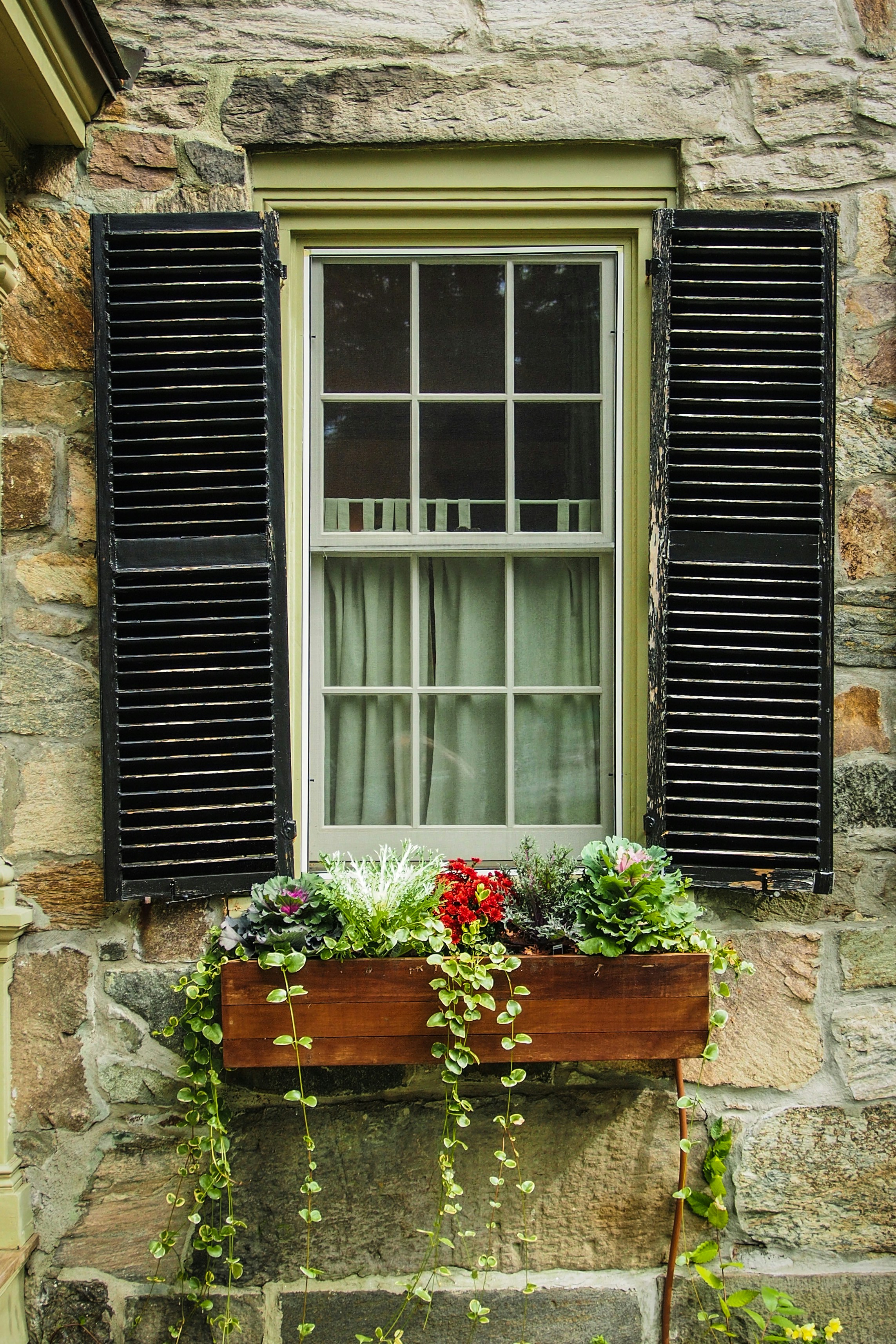 Rosary vine hanging by the window