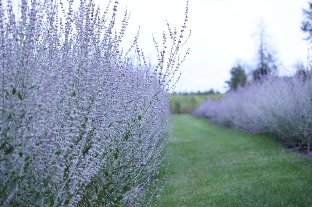 Russian sage