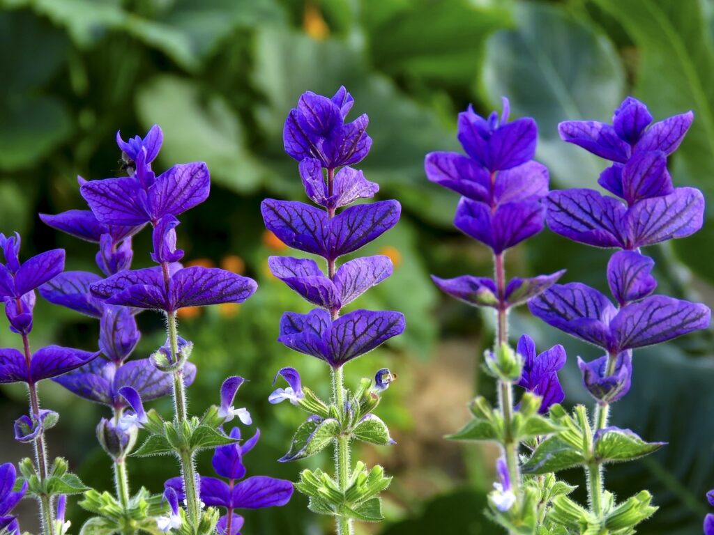 Salvia, or sage,