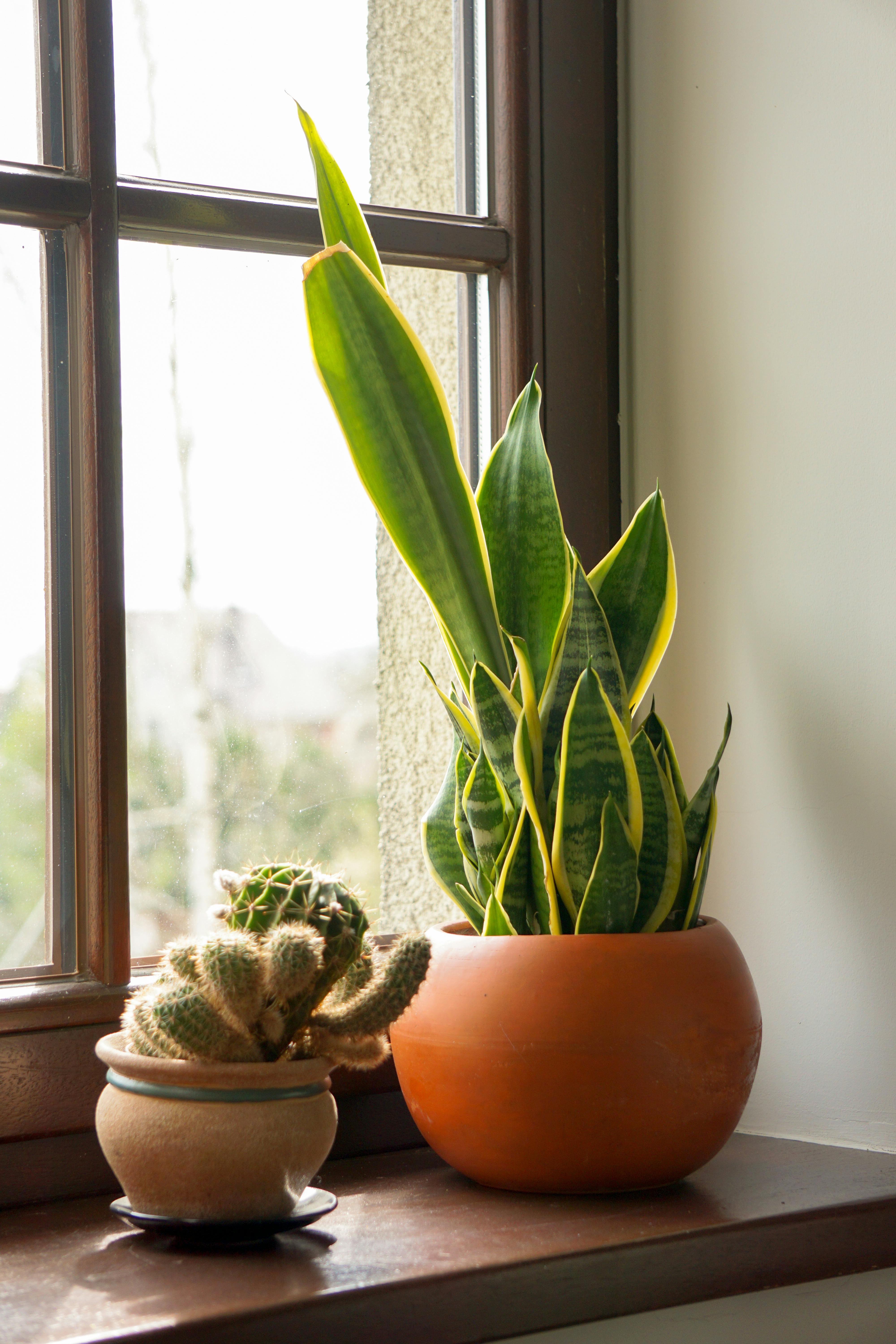 Snake Plant on window sill