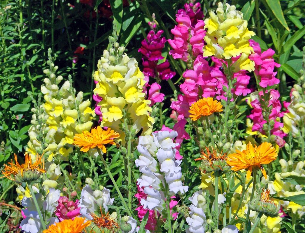 Snapdragons