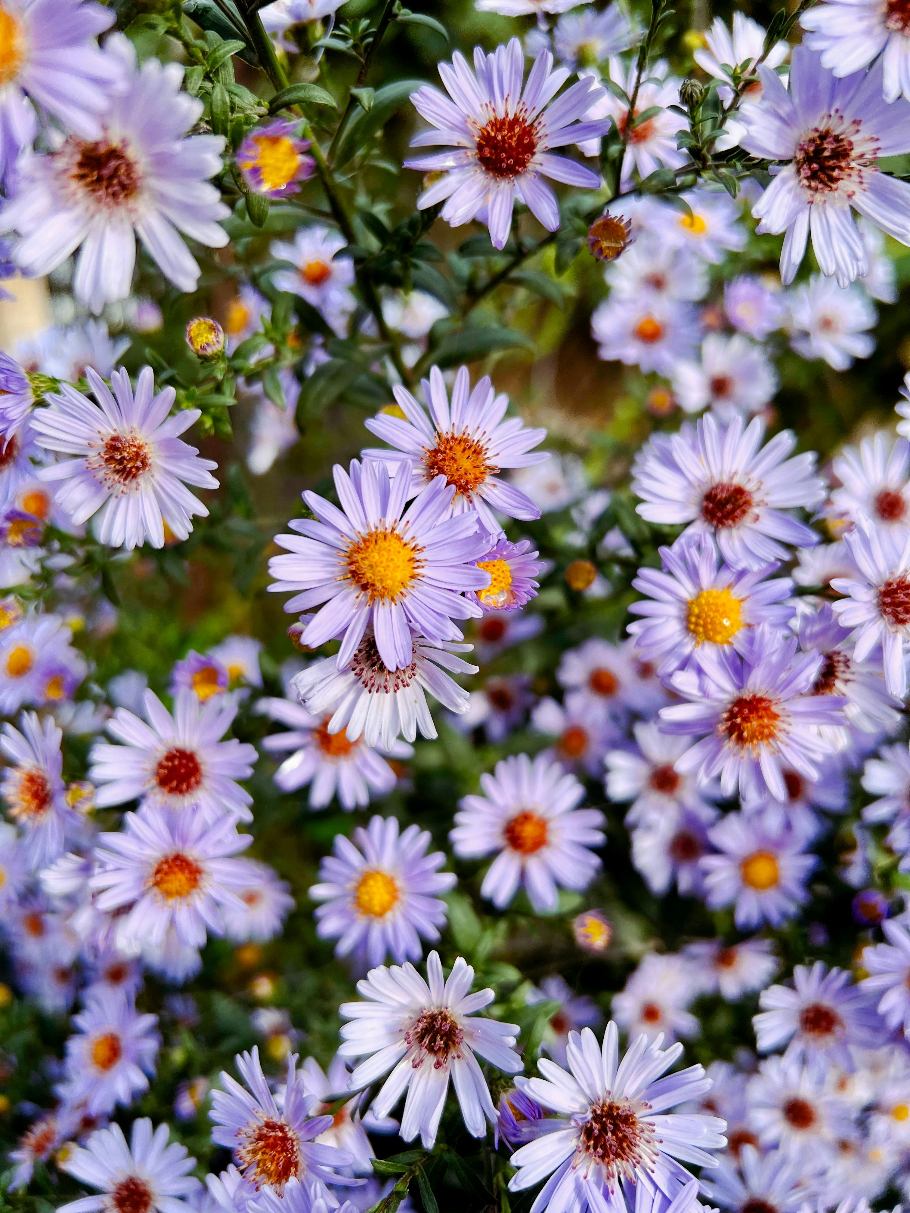 Swan River Daisies