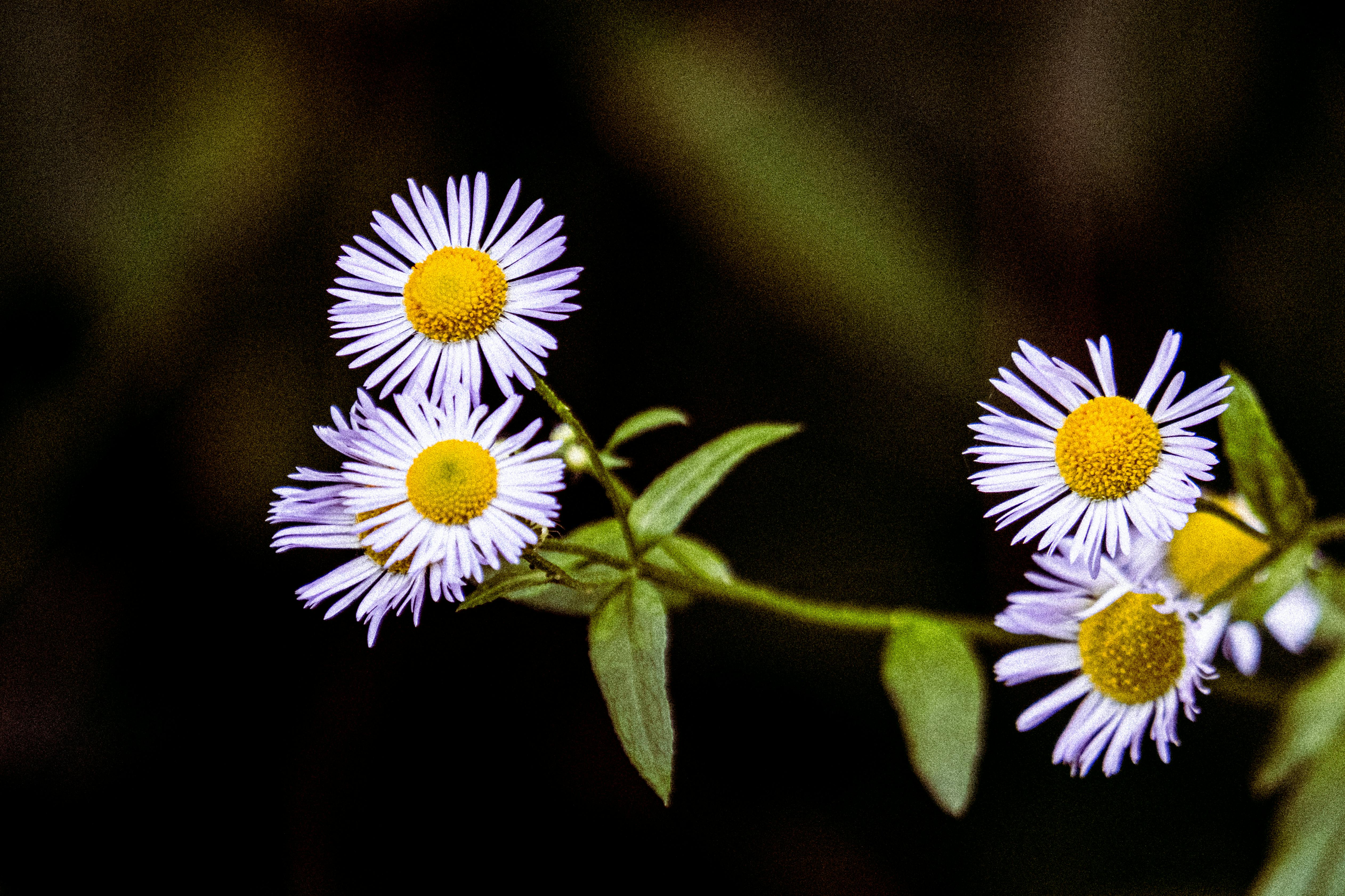 Swan River Daisies