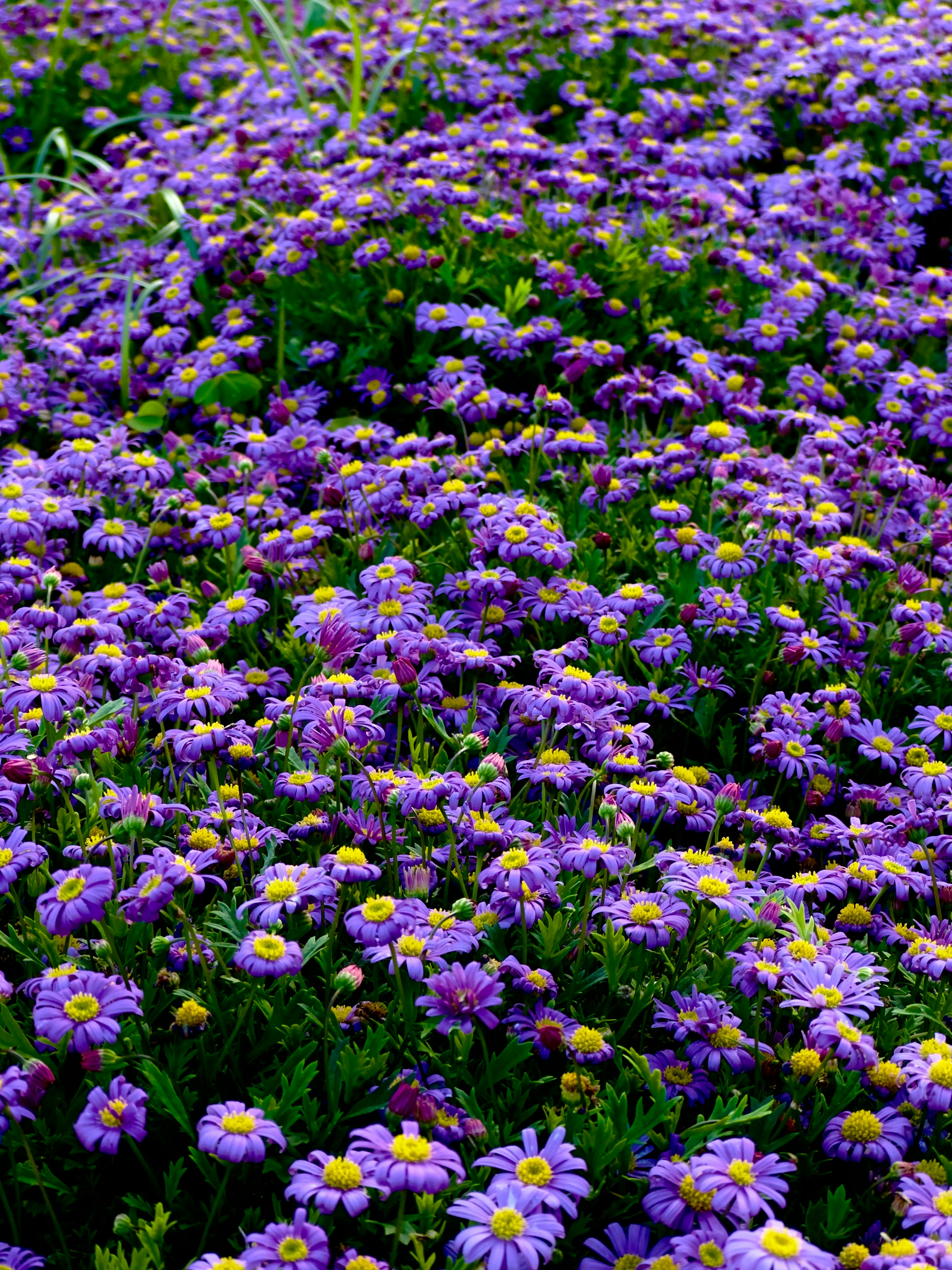 Swan River Daisies