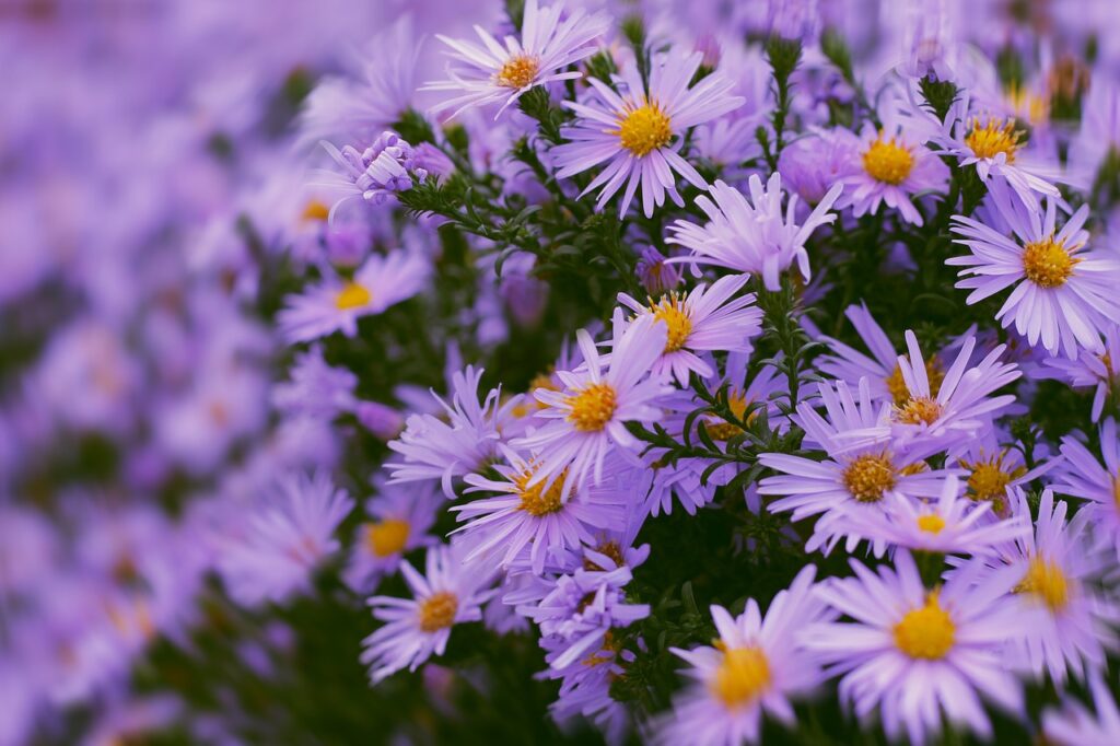 Tatarian Aster