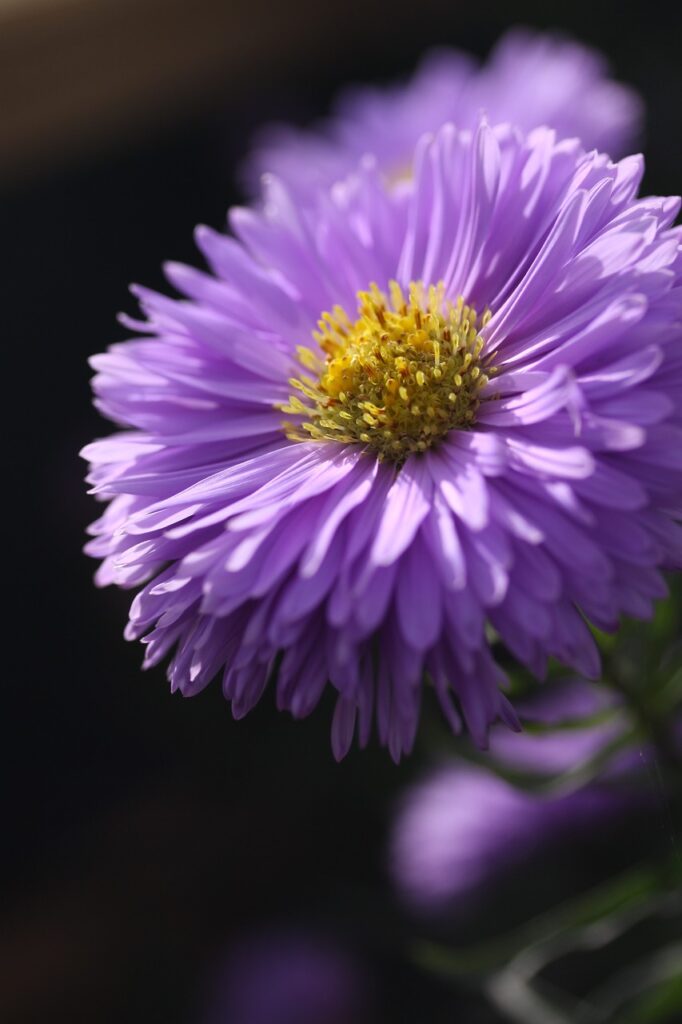 Tatarian Aster