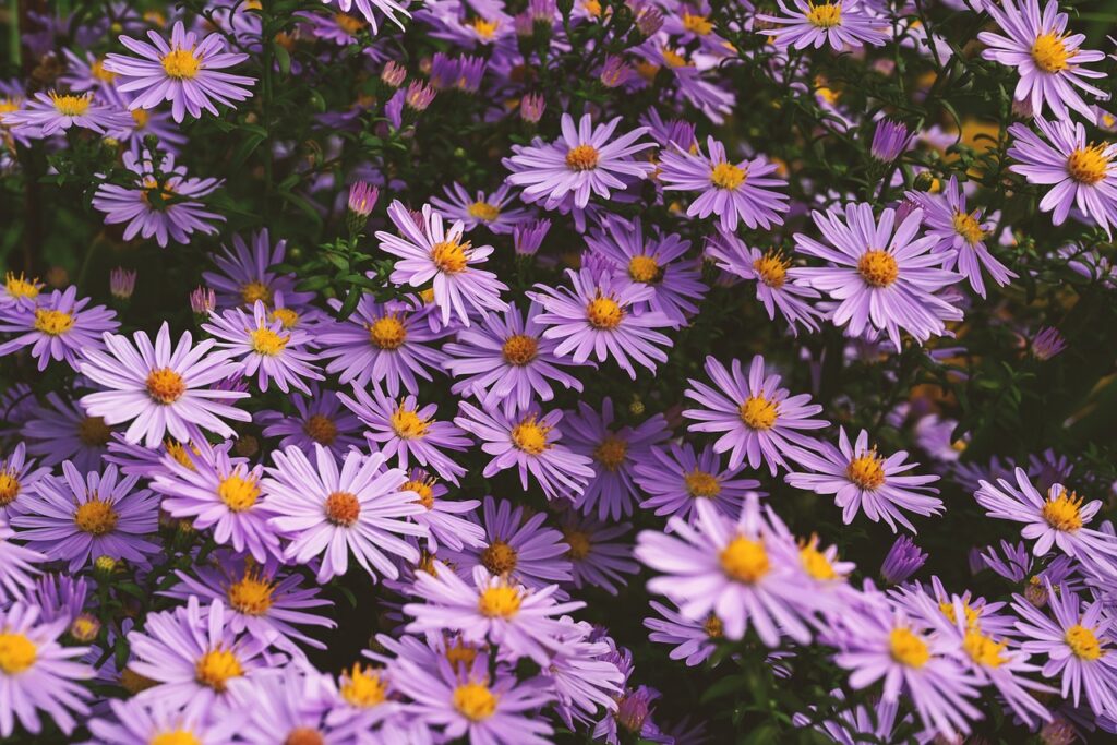 Tatarian Aster