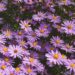 Tatarian Aster