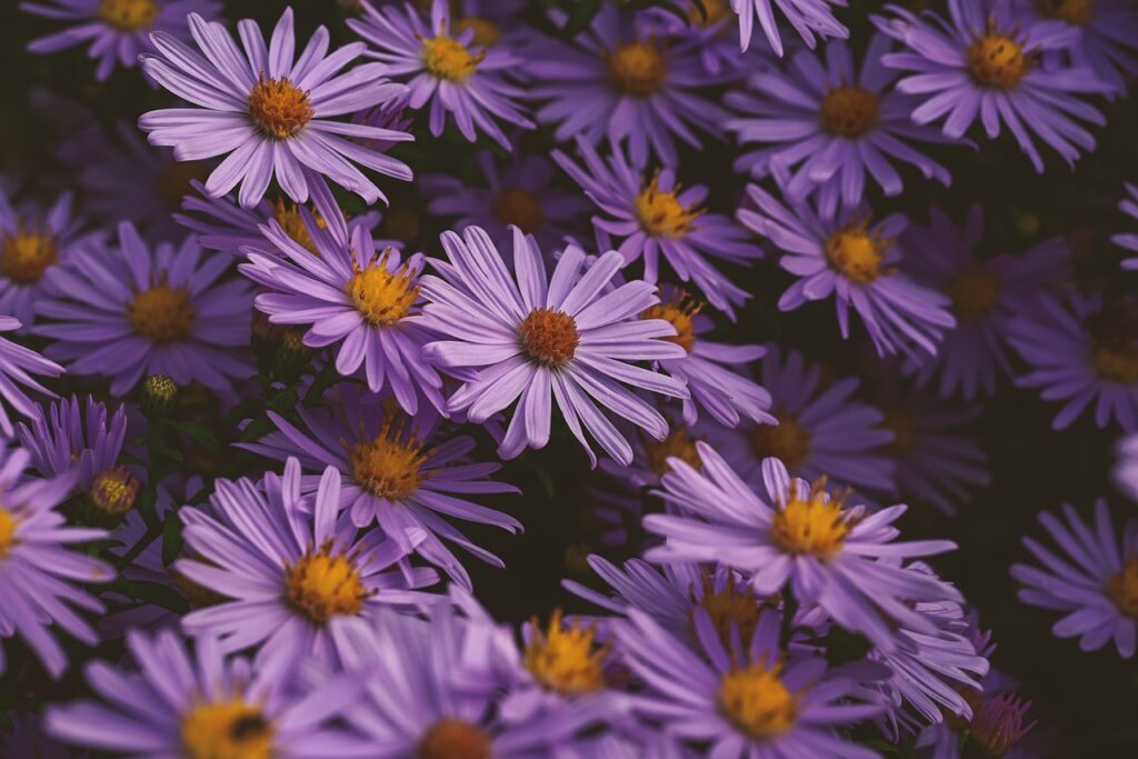 Tatarian Aster