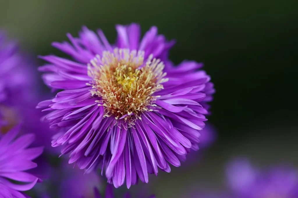 Tatarian Aster