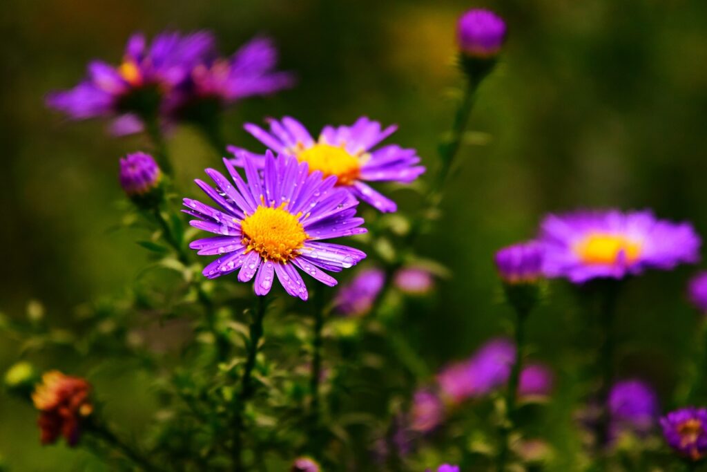 Tatarian Aster