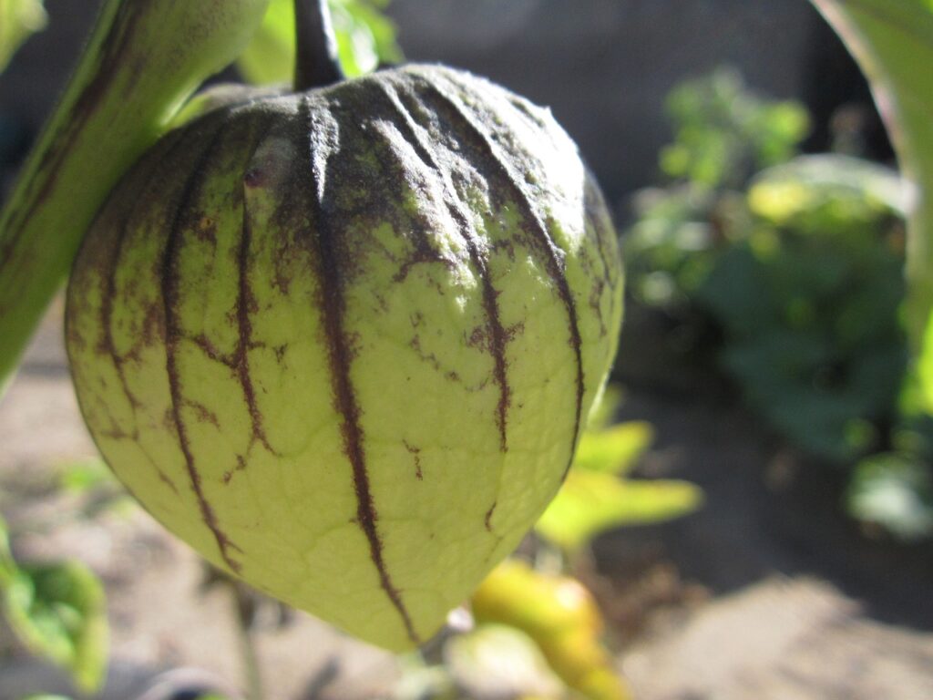  Tomatillos