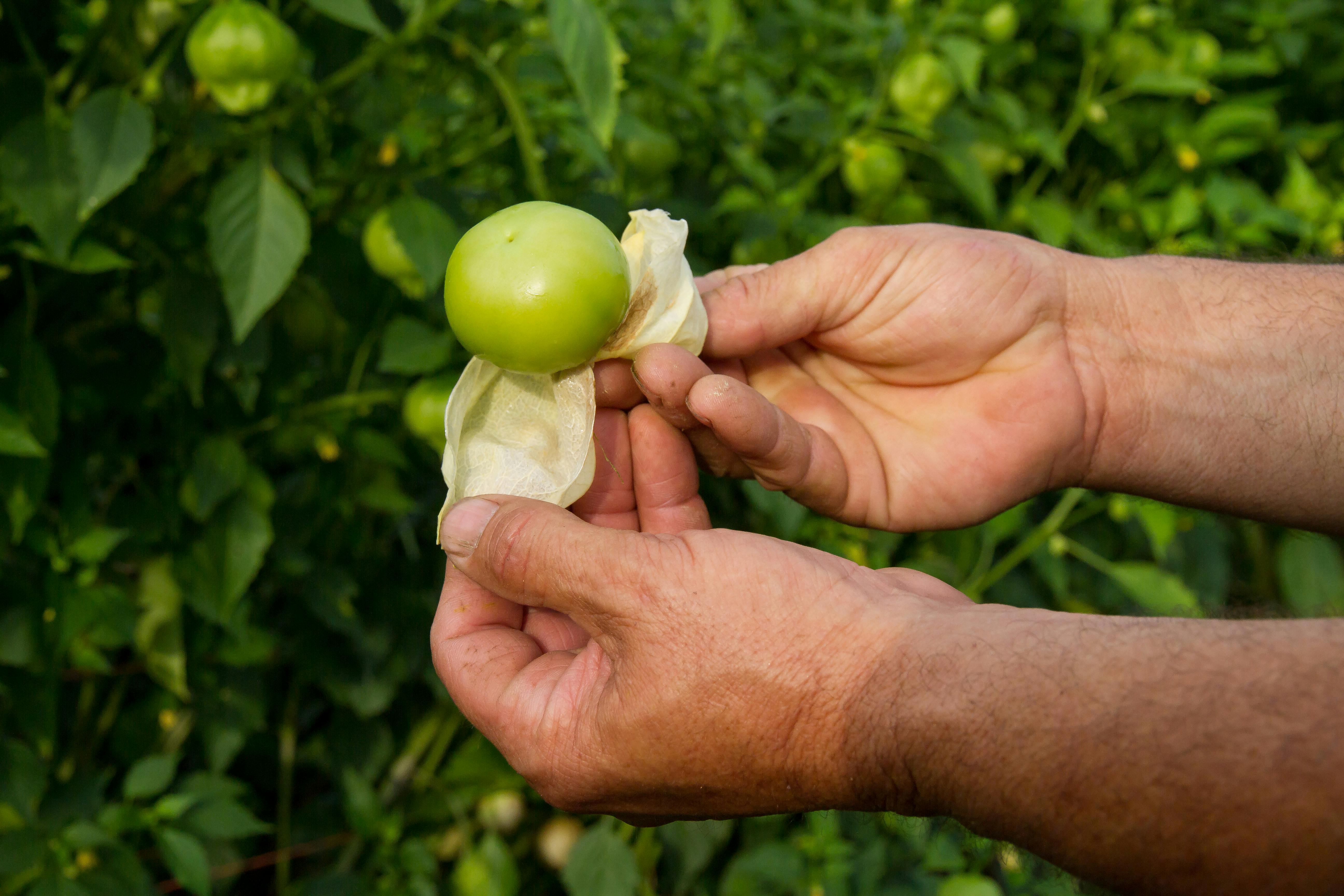  Tomatillos