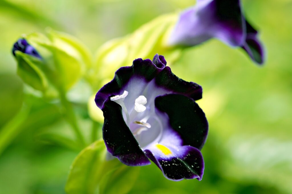 Torenia