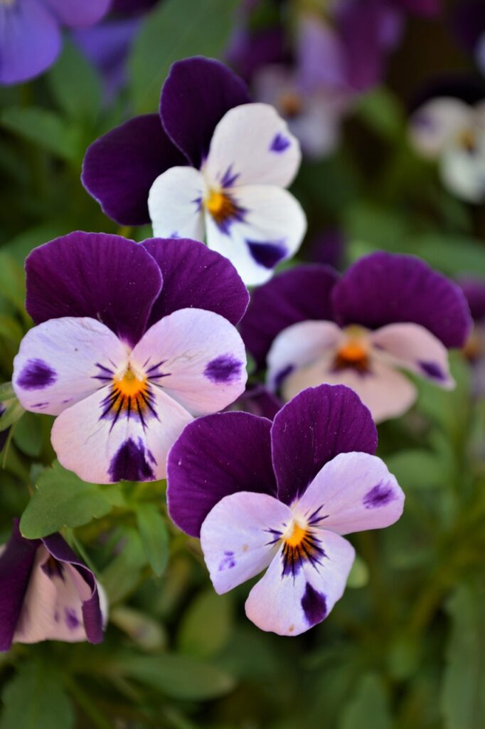 Torenia flower