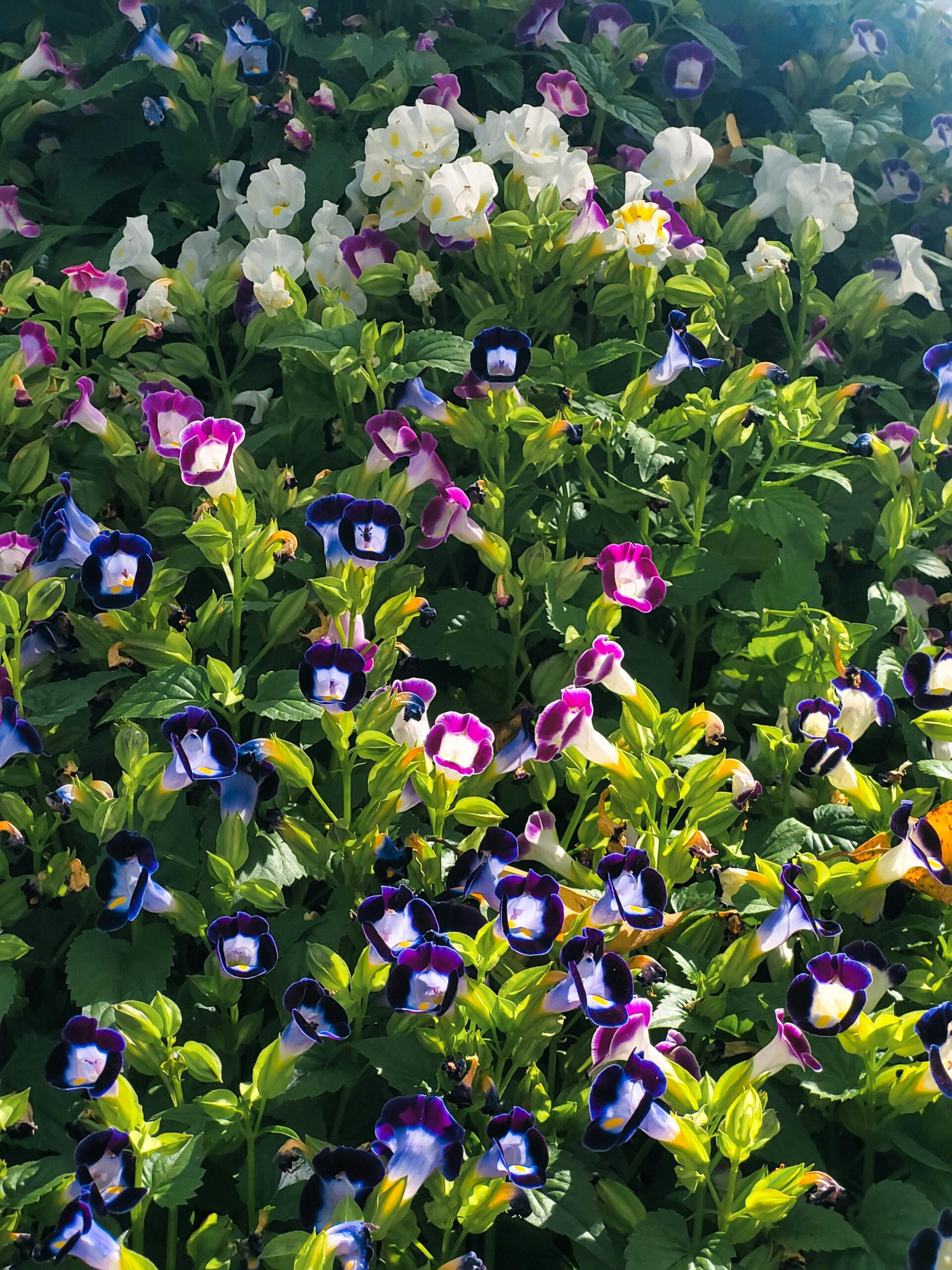 Torenia flower garden