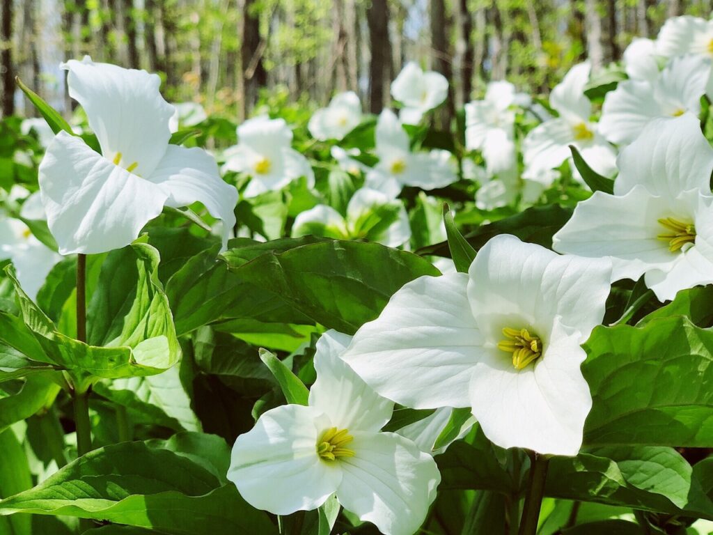 Trillium