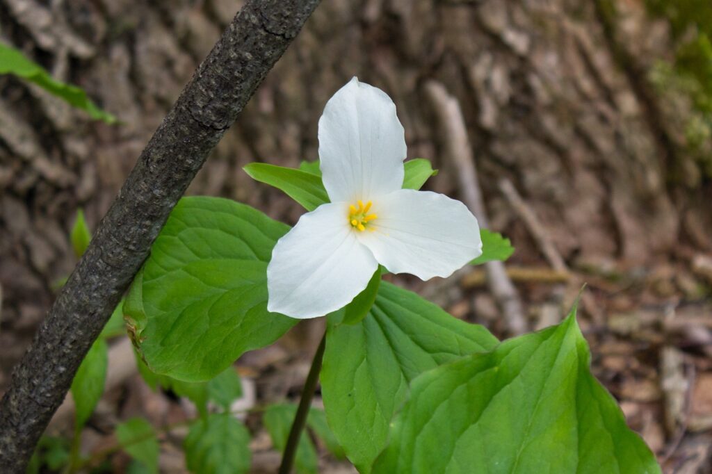 Trillium