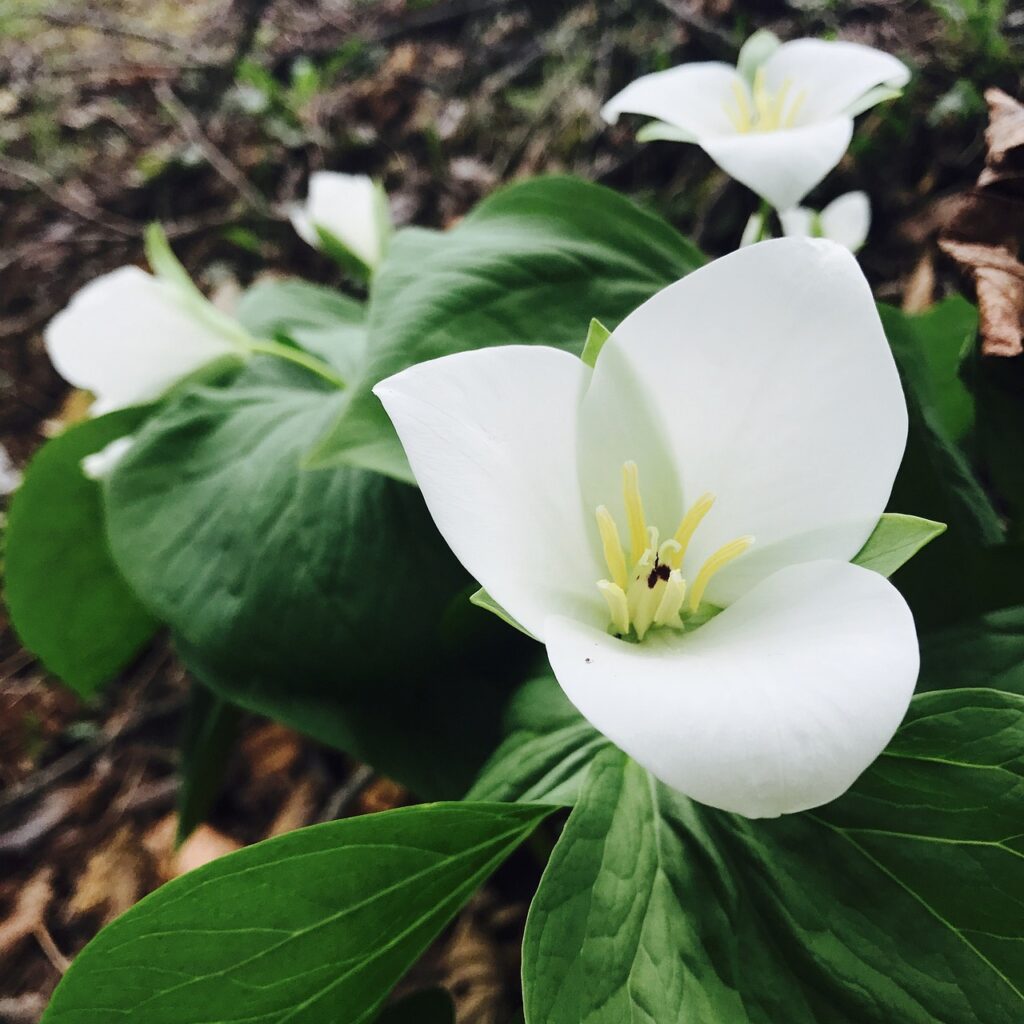 Trillium