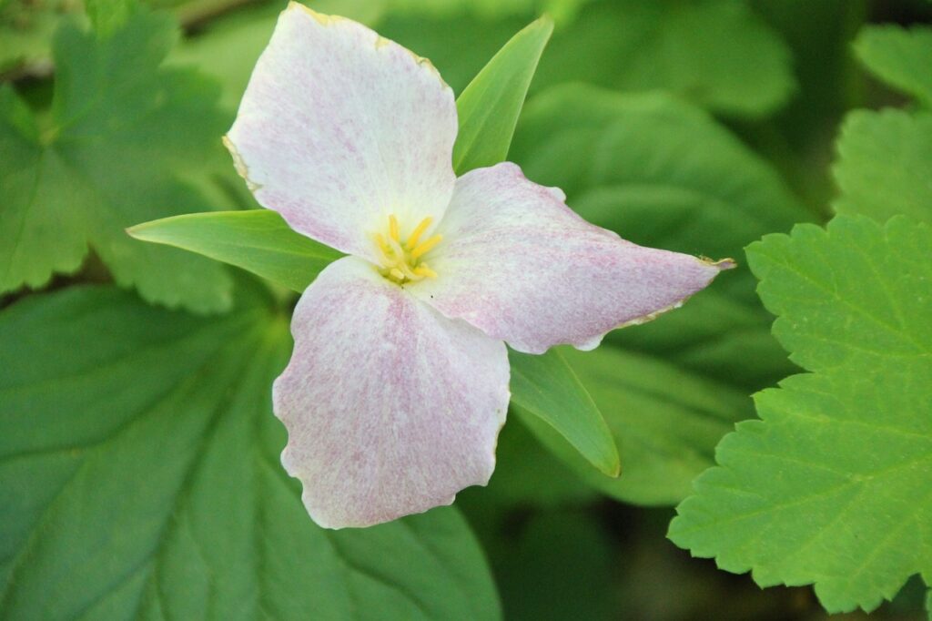 Trillium