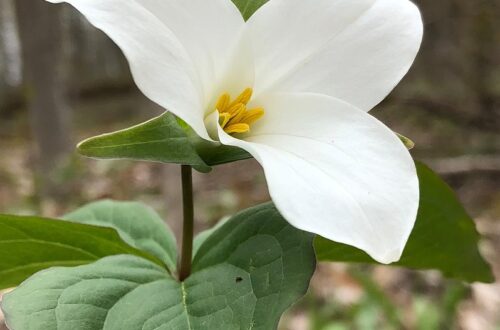 Trillium flower