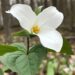 Trillium flower