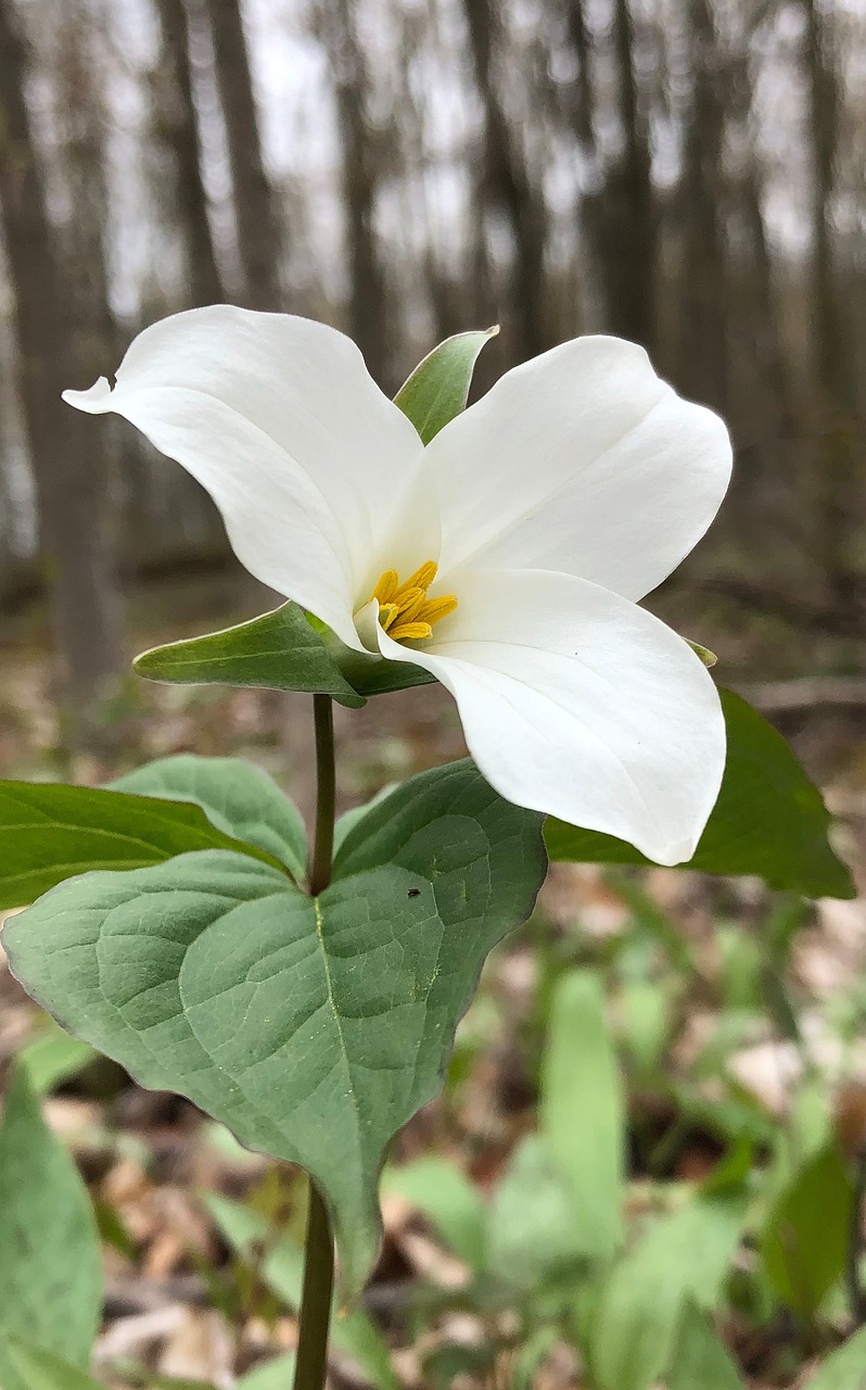 Trillium flower