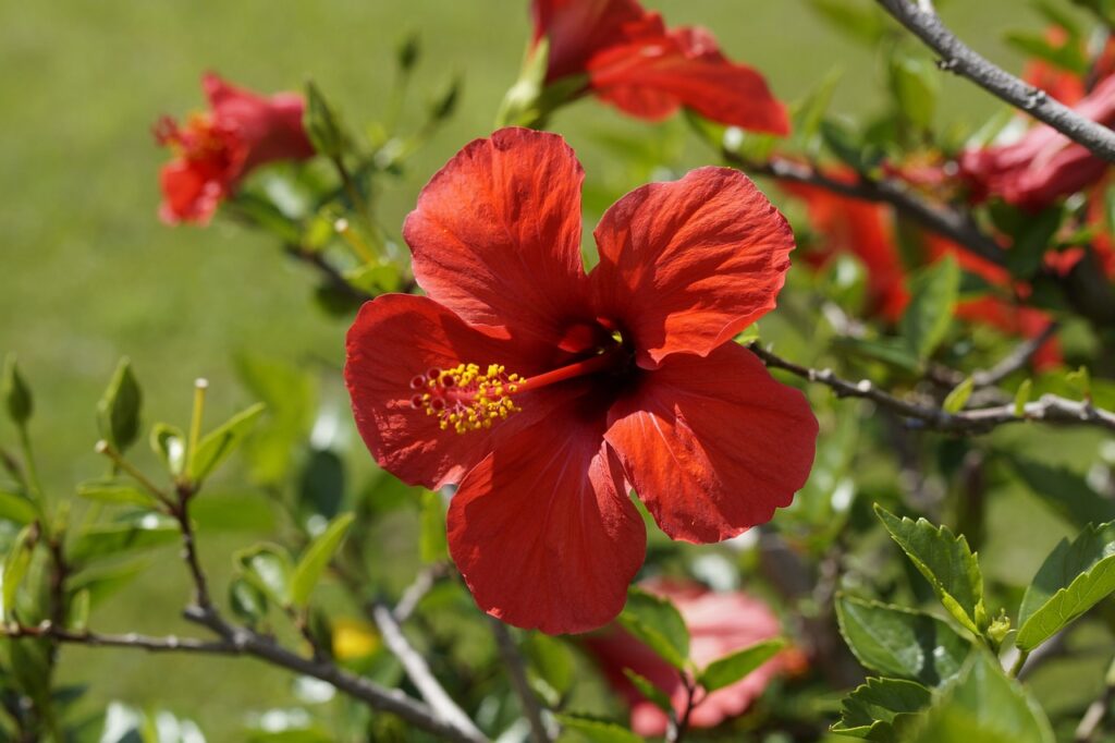 Tropical Hibiscus garden