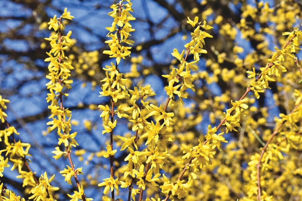 Weeping Forsythia 