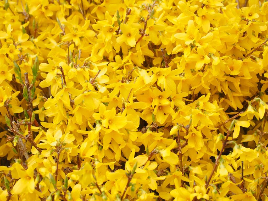 Weeping Forsythia 