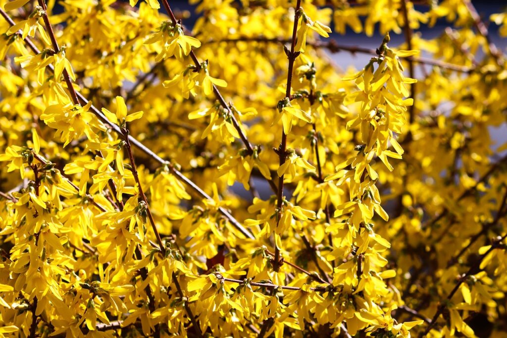 Weeping Forsythia 