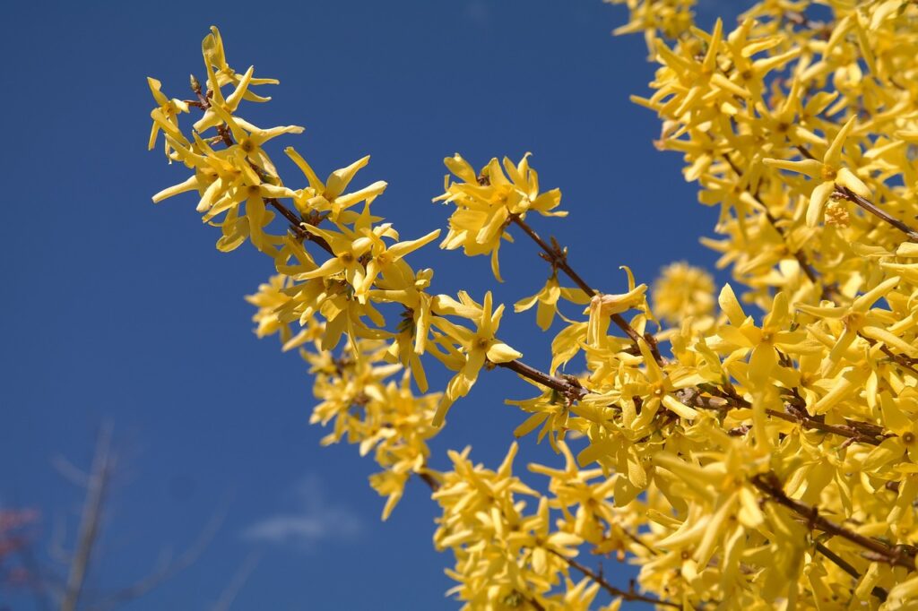 Weeping Forsythia 