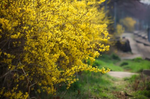 Weeping Forsythia