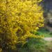 Weeping Forsythia