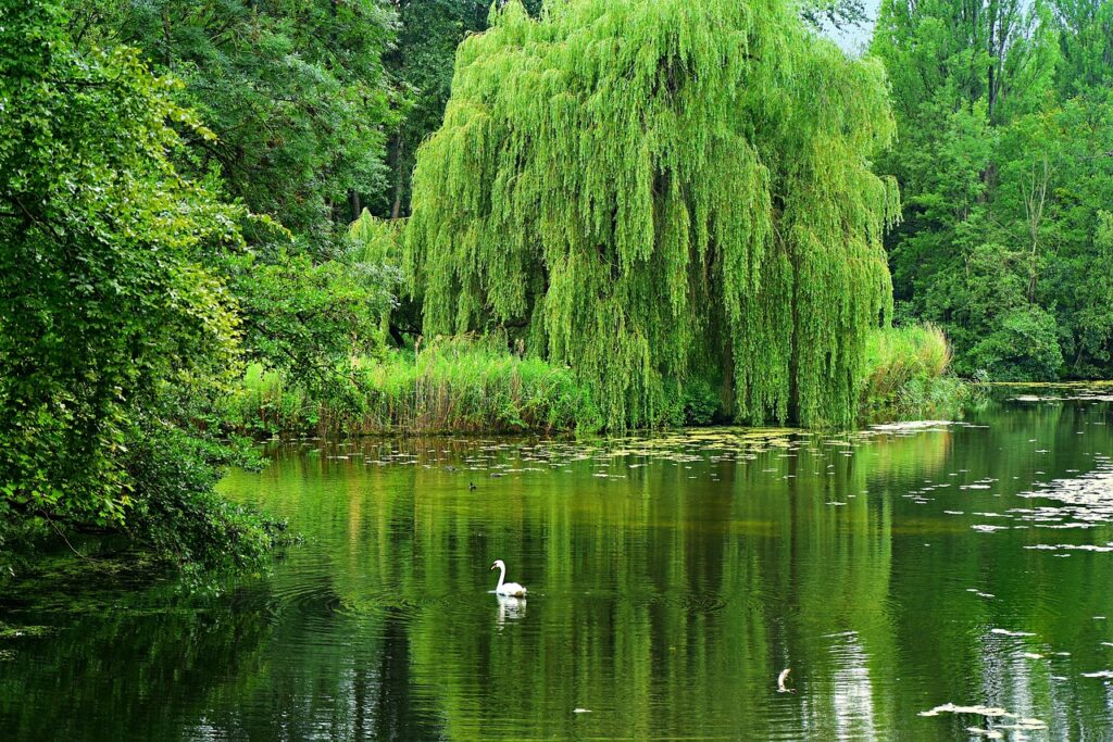 Weeping Willows